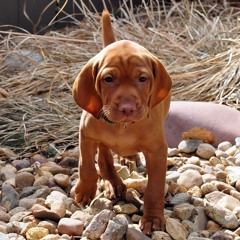 Puppy Dog