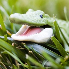 Donny Quaid and The Gators