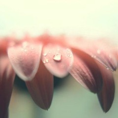 Amaranth Cover (part one)