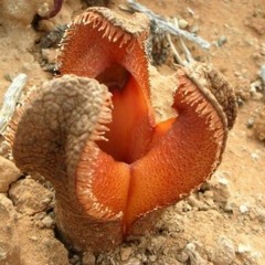 Microwave Foundations - Marching Plants 3: Hydnora