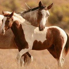 Mikael Persson Hearts United