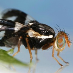 #TRAI (The Recognition And Identification) --- SynTalk