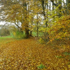 Autumn Leaves Chnöpfleri