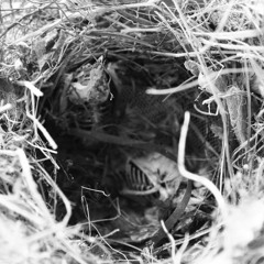 Watcher's Woods - Caliban