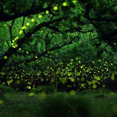Fireflies