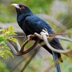 Indian Koyal (Cuckoo) in my house garden Mumbai, India 4th May 2011 4:00 AM