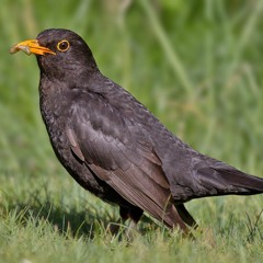 Blackbird - Edinburgh - 12Feb2011 Early Morning