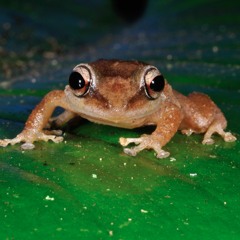 Coqui tree frogs, Kona Hawaii