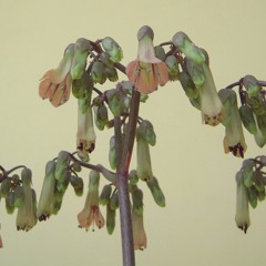 Grass flowers