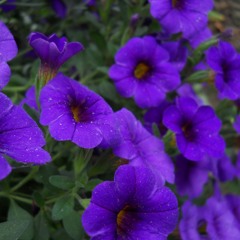 AmbiRock concert solo research BB