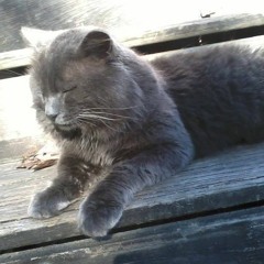 Forseeing The Hindsight Witches