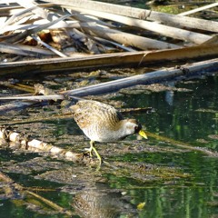 Oct12improvA - dont eat no turkey vegetarian on a thanksgiving kinda blues