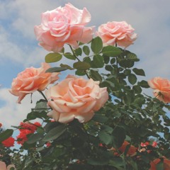 pretty pretty