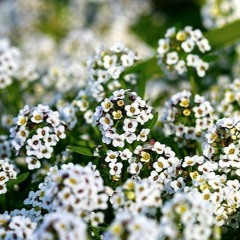 Alyssum