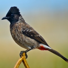 Red Vented Bulbul