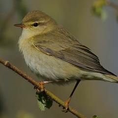 Willow Warbler