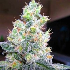 hunter24k x Asa Like Bang x Kanojah - Session Cypher