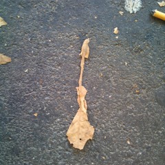 Mr. Salty Man - ALFONSINE