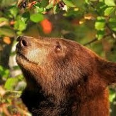 8 Agora é Tempo De Viver (Mamãe URSA LUISA GALVÃO)