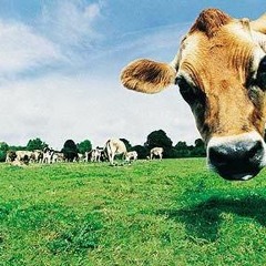 International Man Of Worry