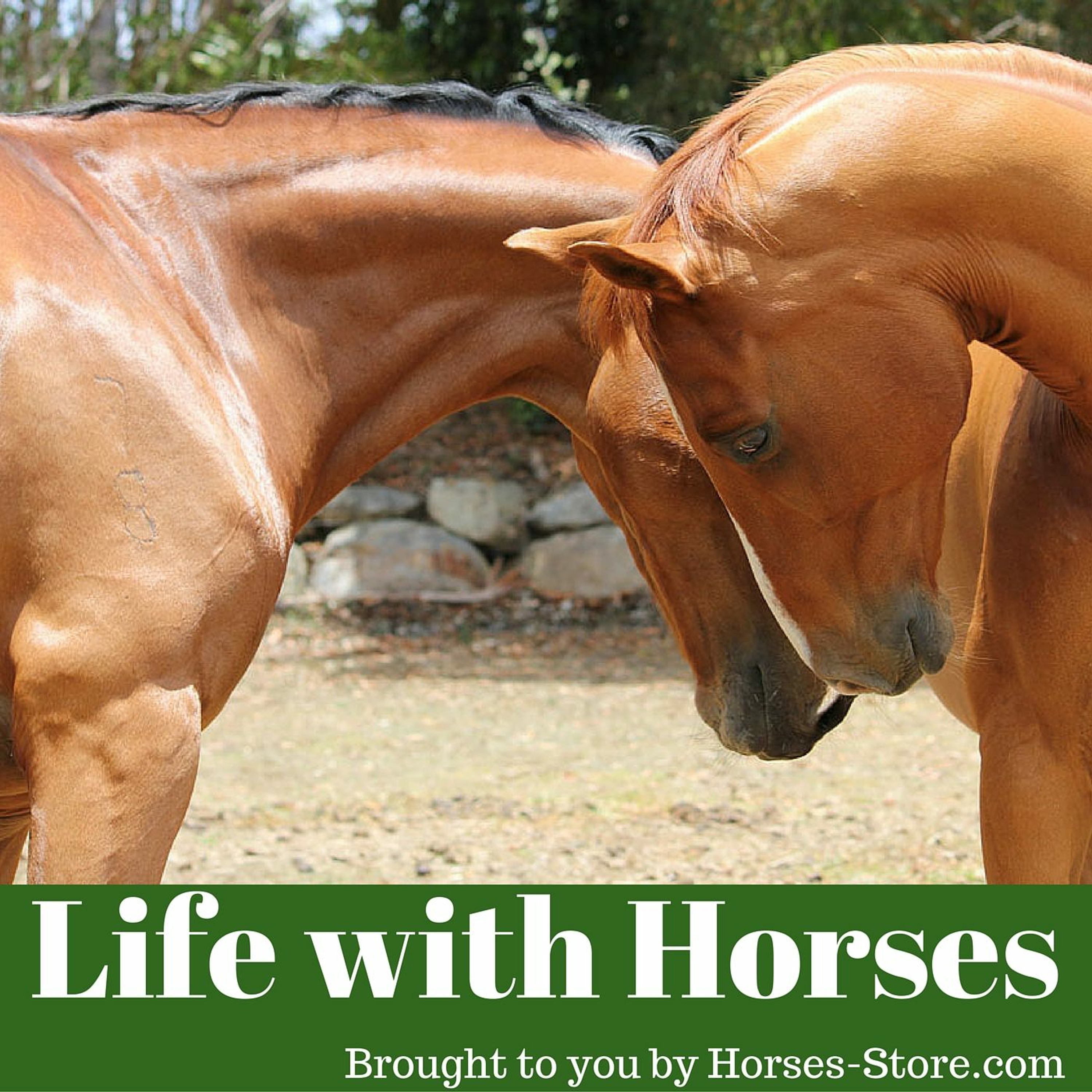 014 Life With Horses - Pilates for Horse Riders and the showjumper shapeup
