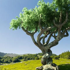 Si Me Transformo En Árbol