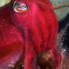 CHASE THE SUN MAIN V1