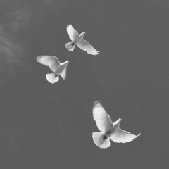 Noah's Dove - Arranged by Mark Growden - Performed by Matthew Curtis