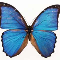 A Butterfly (2011)