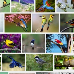 Fonética animal - Los pájaros