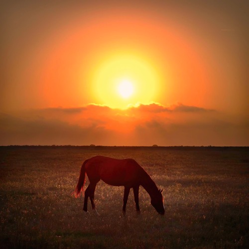 "Charlock Fields" Original Orchestral Composition by Rachel C. Hardy