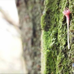 風の吹いた日