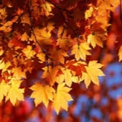 FALLing for you, Chango's Fall 2015 mix