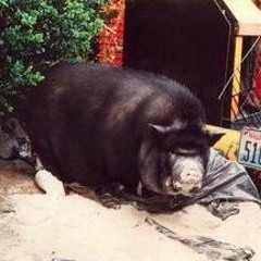 Squeal Like a Stuck Pig