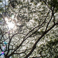 Night for SATB Chorus