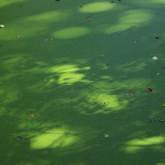 17 Pink Sugar Elephants (Vashti Bunyan Cover)