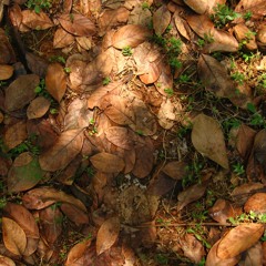 Kothum Vizhi Paarvai