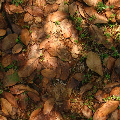 Kothum Vizhi Paarvai