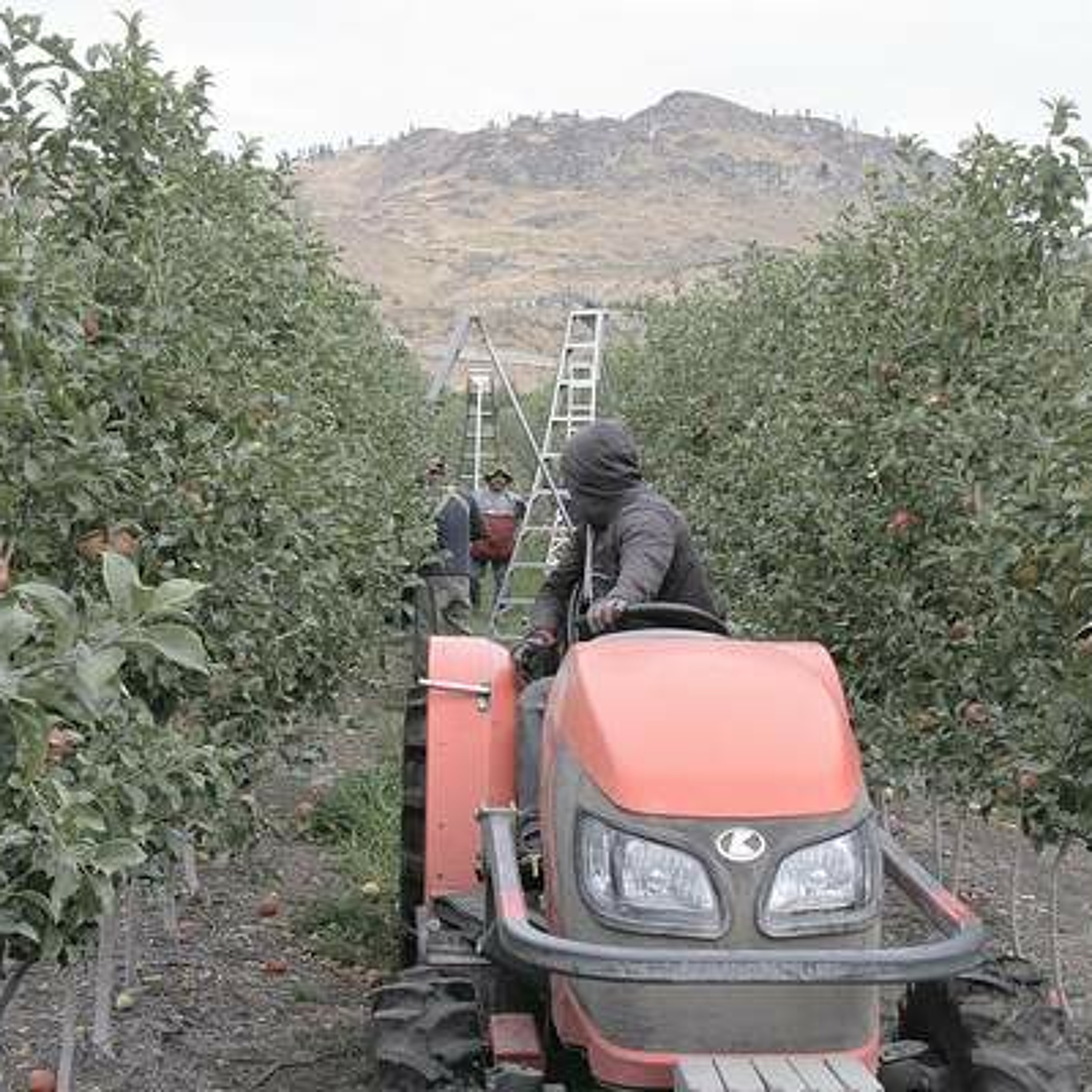 TPP seen as longer term help to tree fruit. Ag Minute Oct. 20, 2015 episode artwork