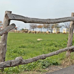 KLASİK