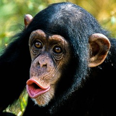 Silent - Oooh! Funky! (Instrumental)