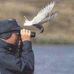 Sippin' n' Squawkin' Episode 9: Urban Birding