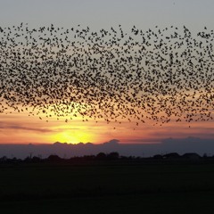 Eternal Lines (Starlings)