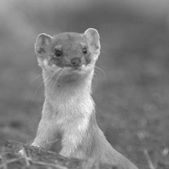 fight song (rachel platten)