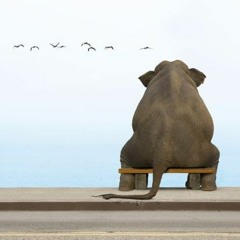 Spiralis - Aves & Galaxias - discontinuidades