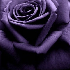 🎤 T.DUBB.K - Lil BRO 🎙️