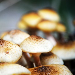 Grim - Invasion (High Dude Remix)