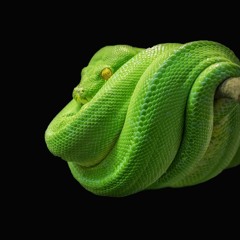 QUAL & FREUDE - Python (Official Mix)