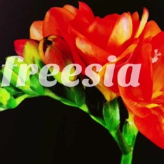 freesia