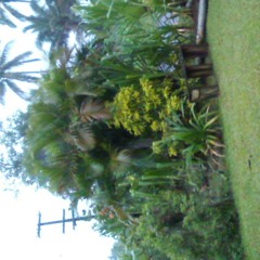 Bird. chipping in the morning. .sweet. sound